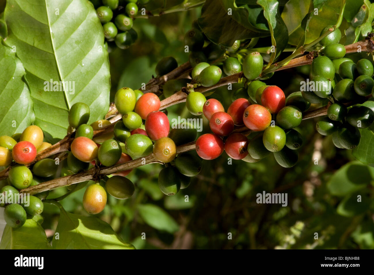 Kaffeebeeren auf ein Kaffeebaum Stockfoto