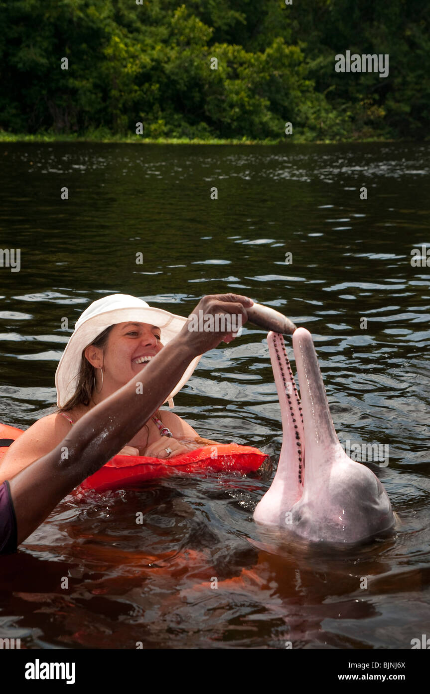 Ökotourismus im Amazonas-Regenwald. Touristen haben Spaß und füttern der Amazonas-Delfin oder rosa Flussdelfin (Inia Geoffrensis) Stockfoto