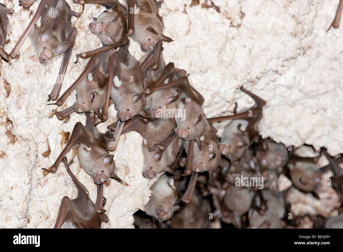 Eine Kolonie der gestreiften Fledermäuse mit Blattnasen (Hipposideros oder Macronycteris vittatus [vittata]) in der Höhle an der Küste Kenias. Stockfoto