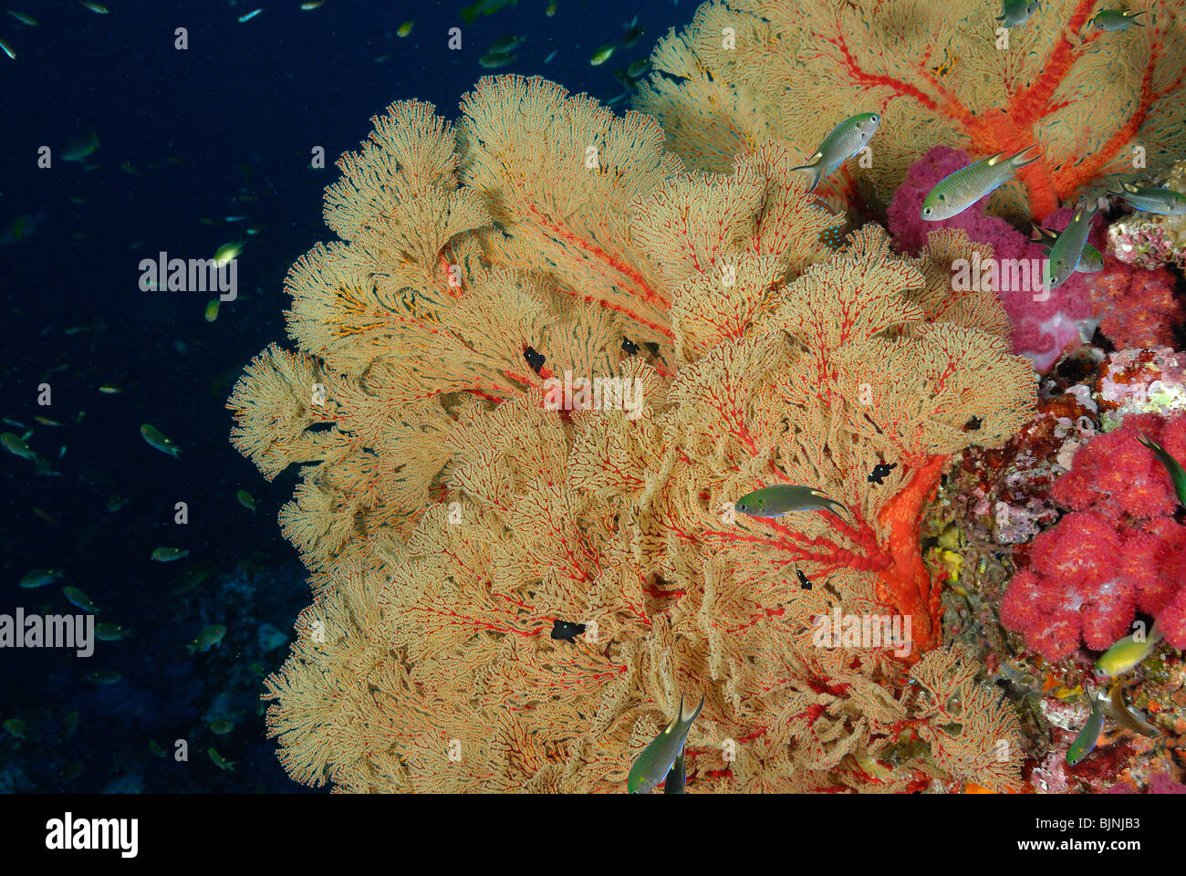 Gorgonien auf ein Drop-off auf den Similan Inseln, Andamanensee Stockfoto