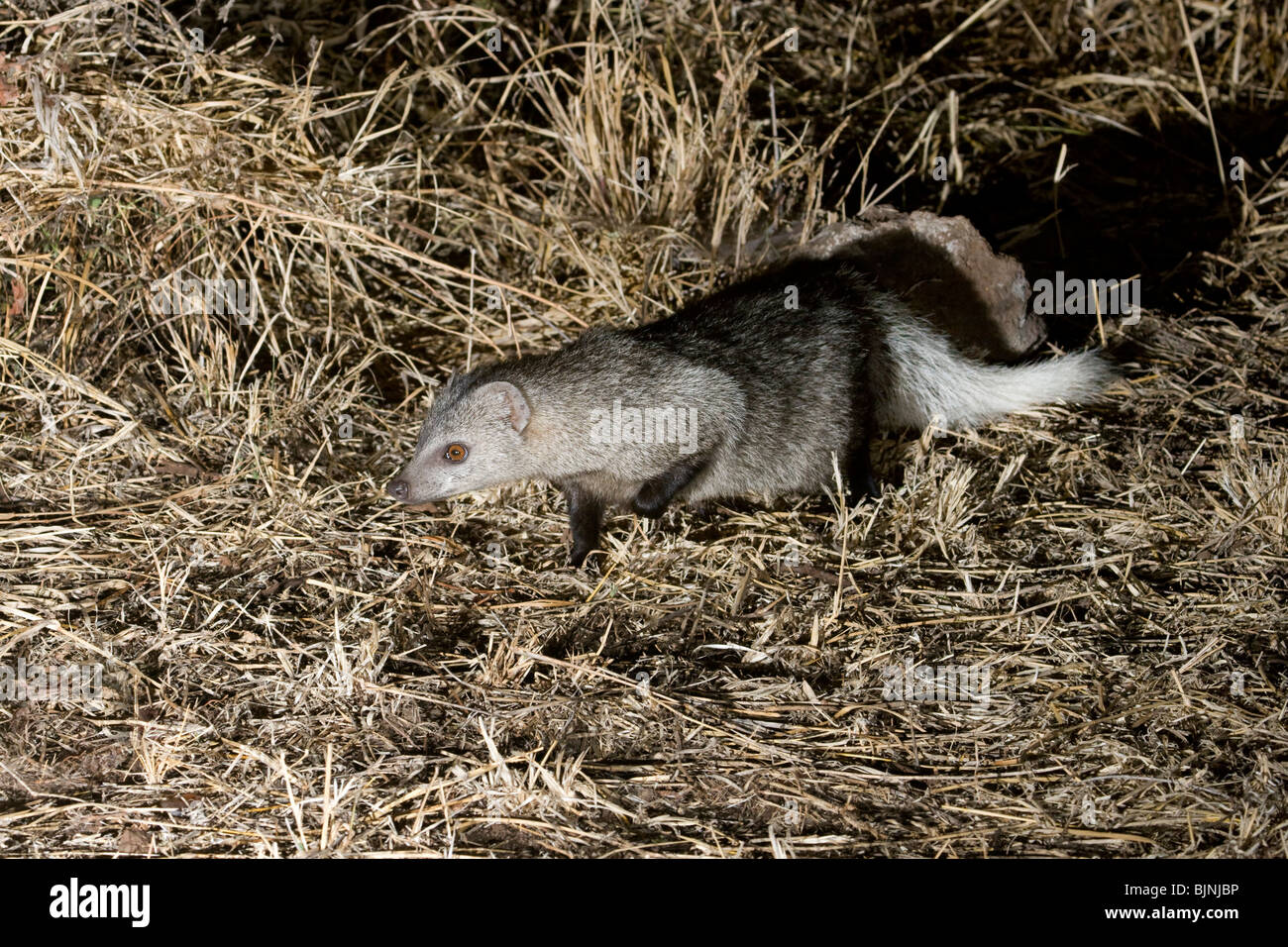 White-tailed Mongoose (Ichneumia albicauda) im Tsavo Ost Nationalpark, Kenia Stockfoto
