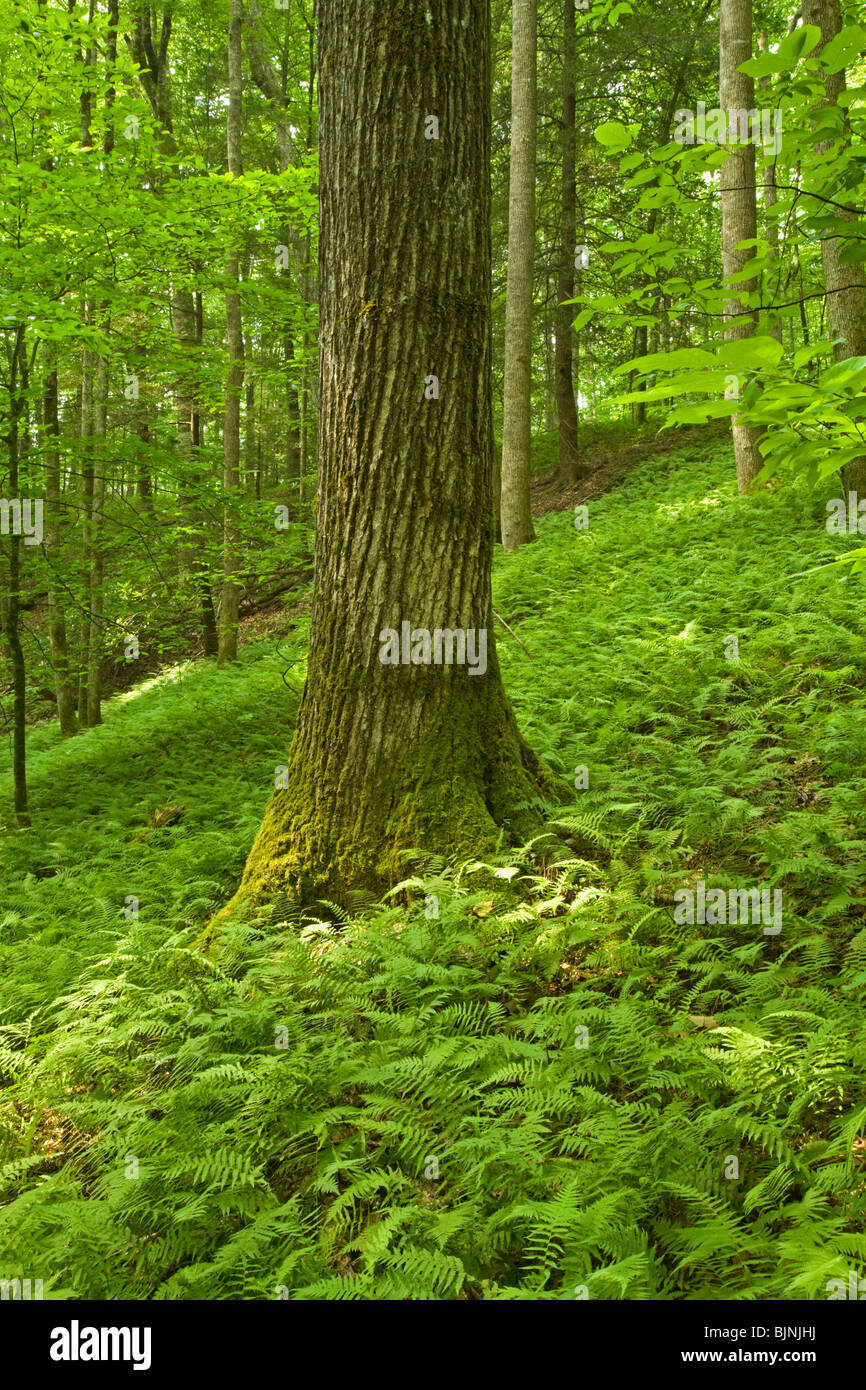 Farne & rosa Betten Waldfläche, Pisgah NF, NC Stockfoto