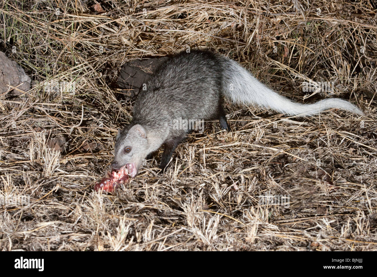 White-tailed Mongoose (Ichneumia albicauda) im Tsavo Ost Nationalpark, Kenia Stockfoto