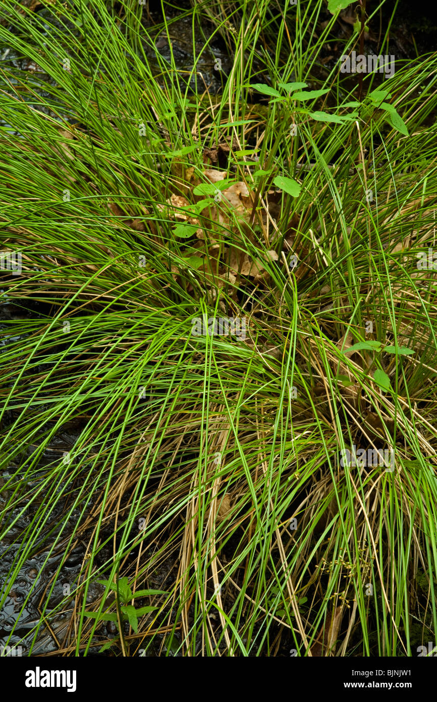 Grass im Sumpf, rosa Betten Bereich, Pisgah NF, NC Stockfoto