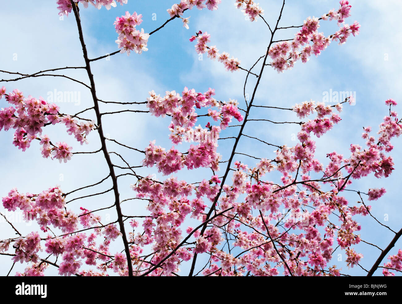 Rosa Kirschblüten in voller Blüte Stockfoto