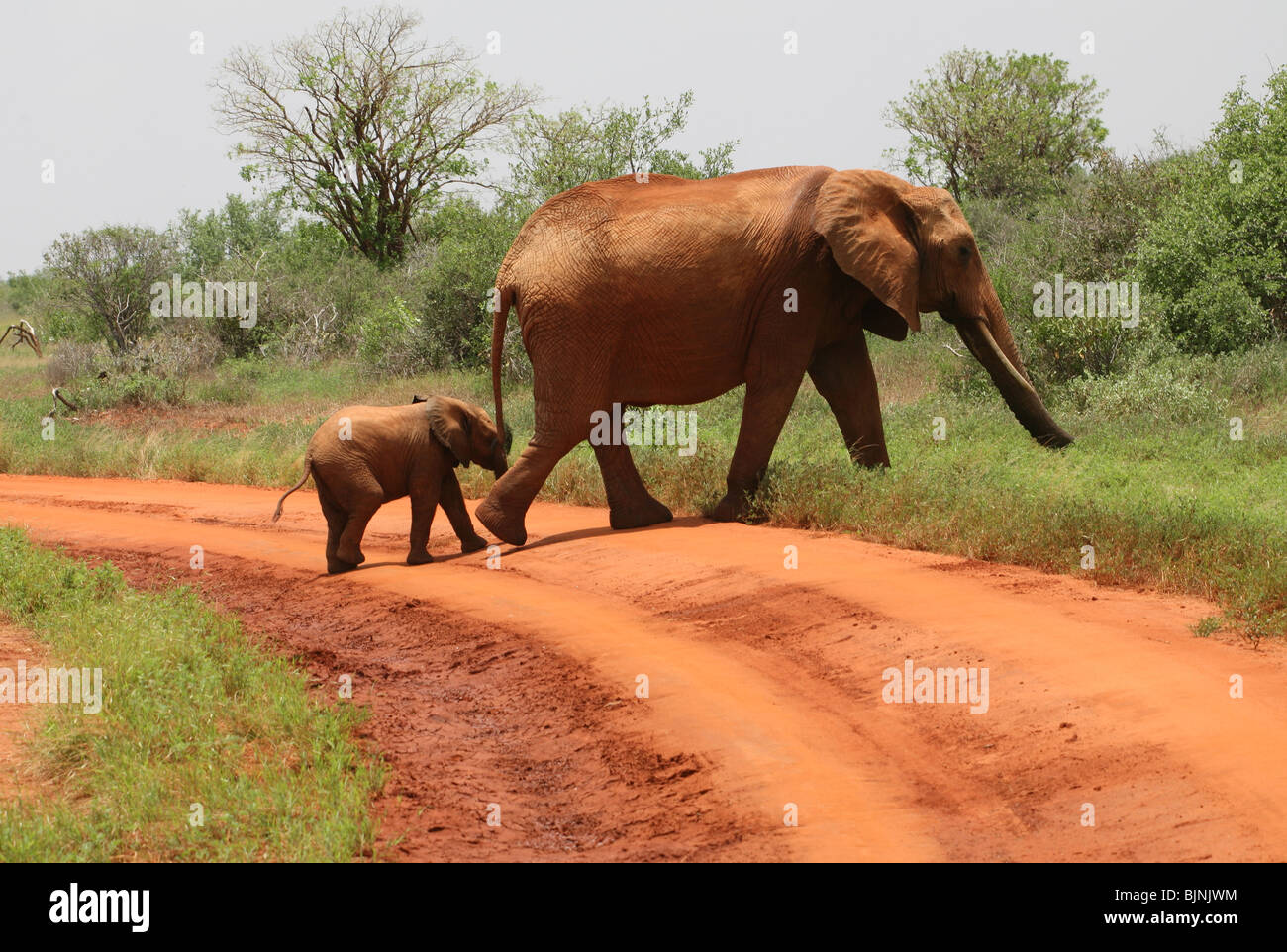 Elefant und ihr junges Überquerung der Straße Tsavo Nationalpark Stockfoto