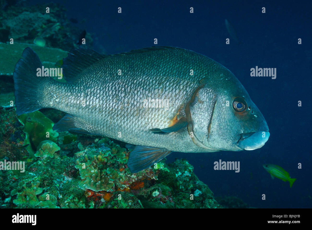 Braune Süßlippen Fisch auf den Similan Inseln, Andamanensee Stockfoto