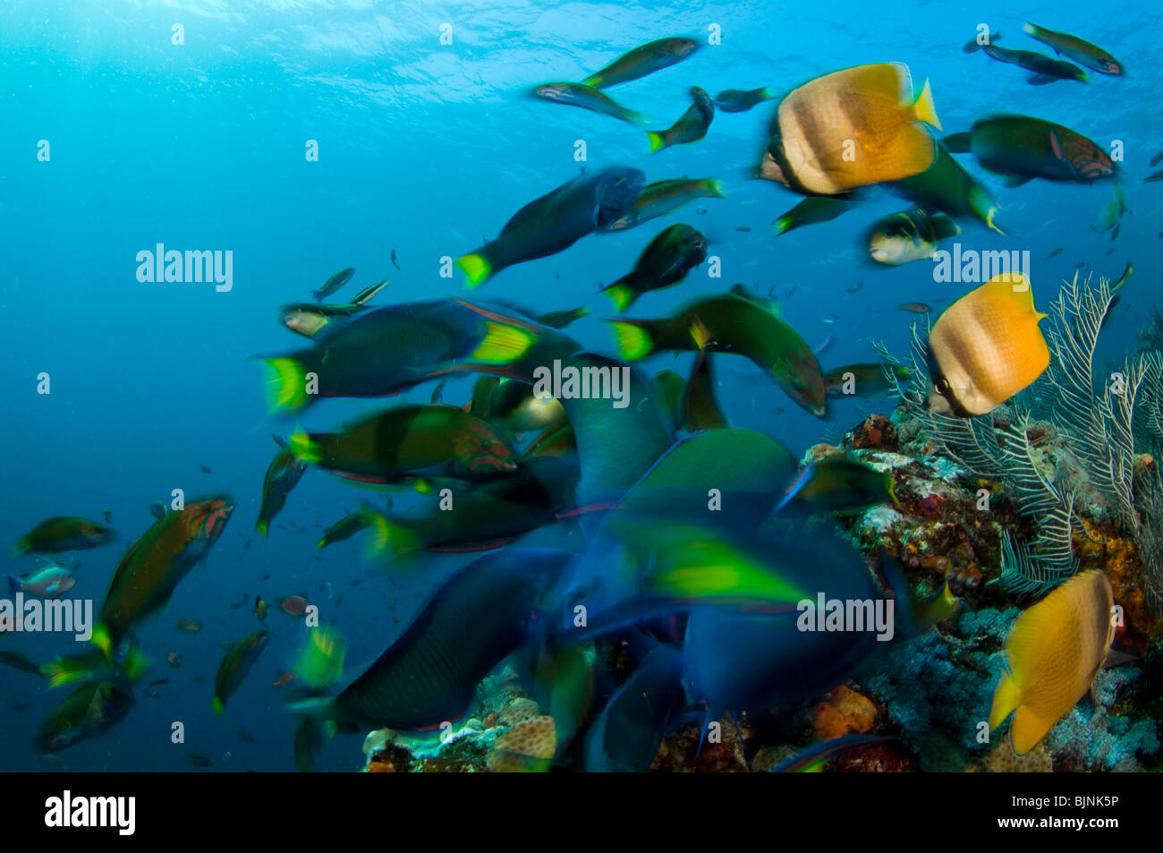 Tropische Fische am Korallenriff, Aktueller Wohnort Nationalpark Komodo, Indonesien Stockfoto