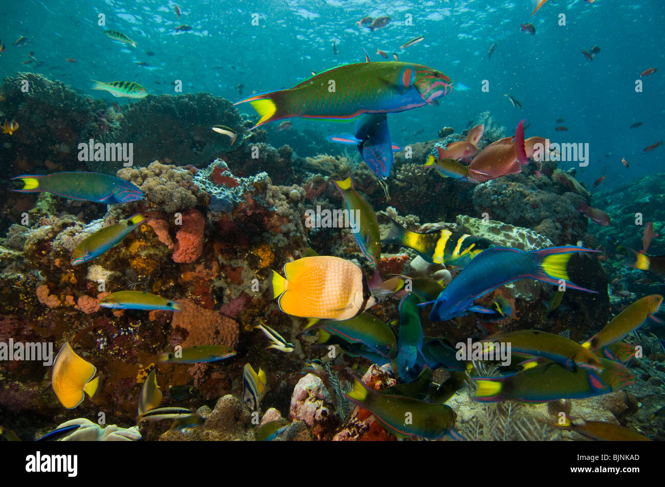 Tropische Fische auf Coral reef, Komodo Insel Komodo National Park, East Nusa Tenggara, Indonesien Stockfoto