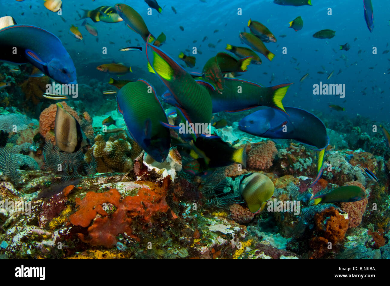 Tropische Fische am Korallenriff, Aktueller Wohnort Nationalpark Komodo, Indonesien Stockfoto