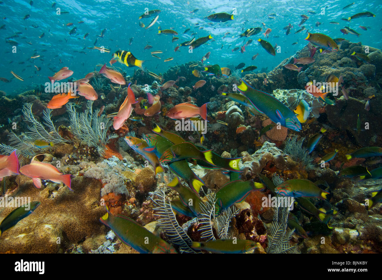 Tropische Fische auf Coral reef, Komodo Insel Komodo National Park, East Nusa Tenggara, Indonesien Stockfoto