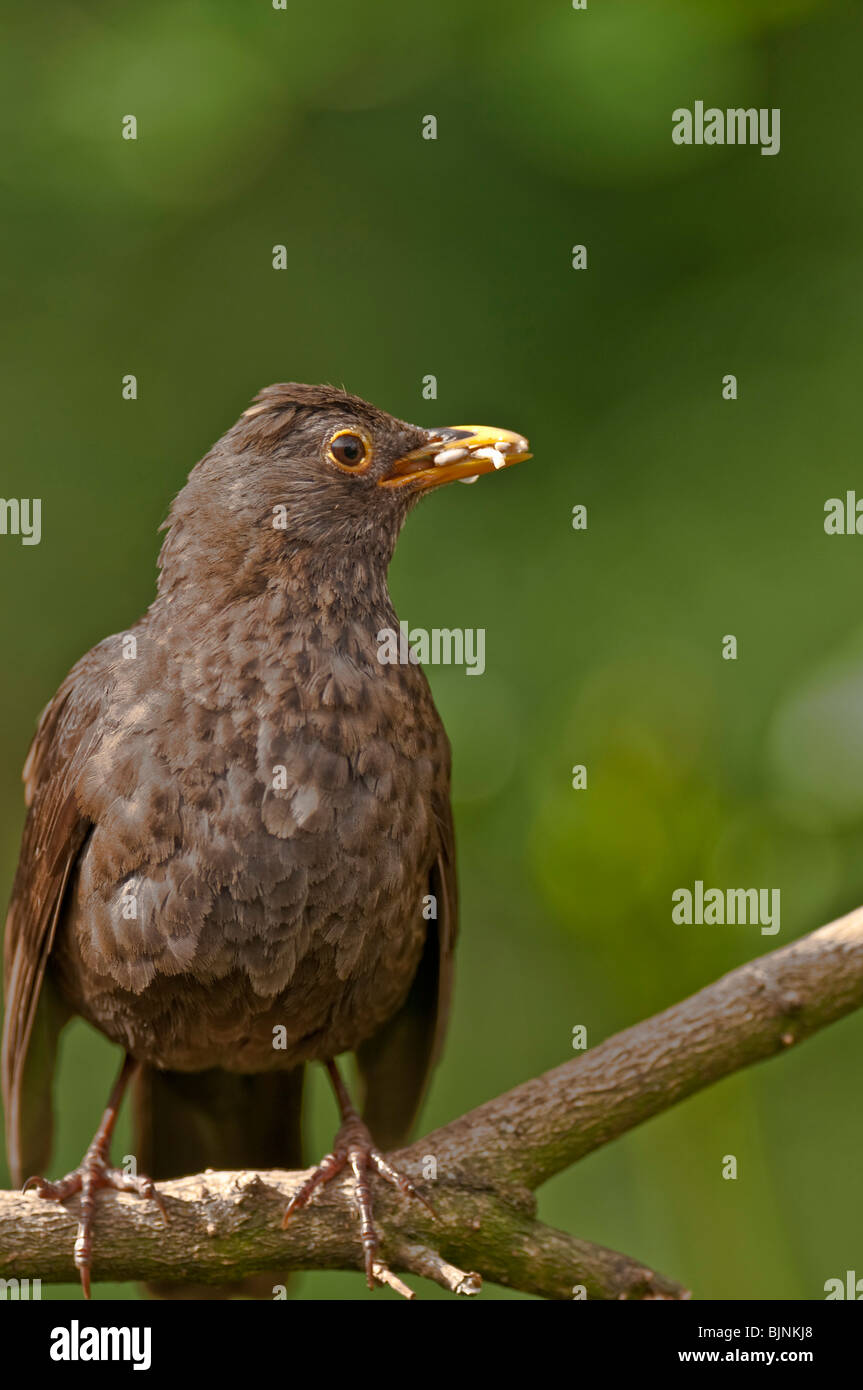 Amsel Turdus Marula auf Ast Stockfoto