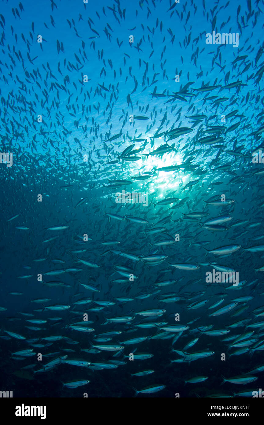 Schulausbildung Goldband Fussilier, Pterocaesio Chrysozona, Komodo National Park, Indonesien Stockfoto