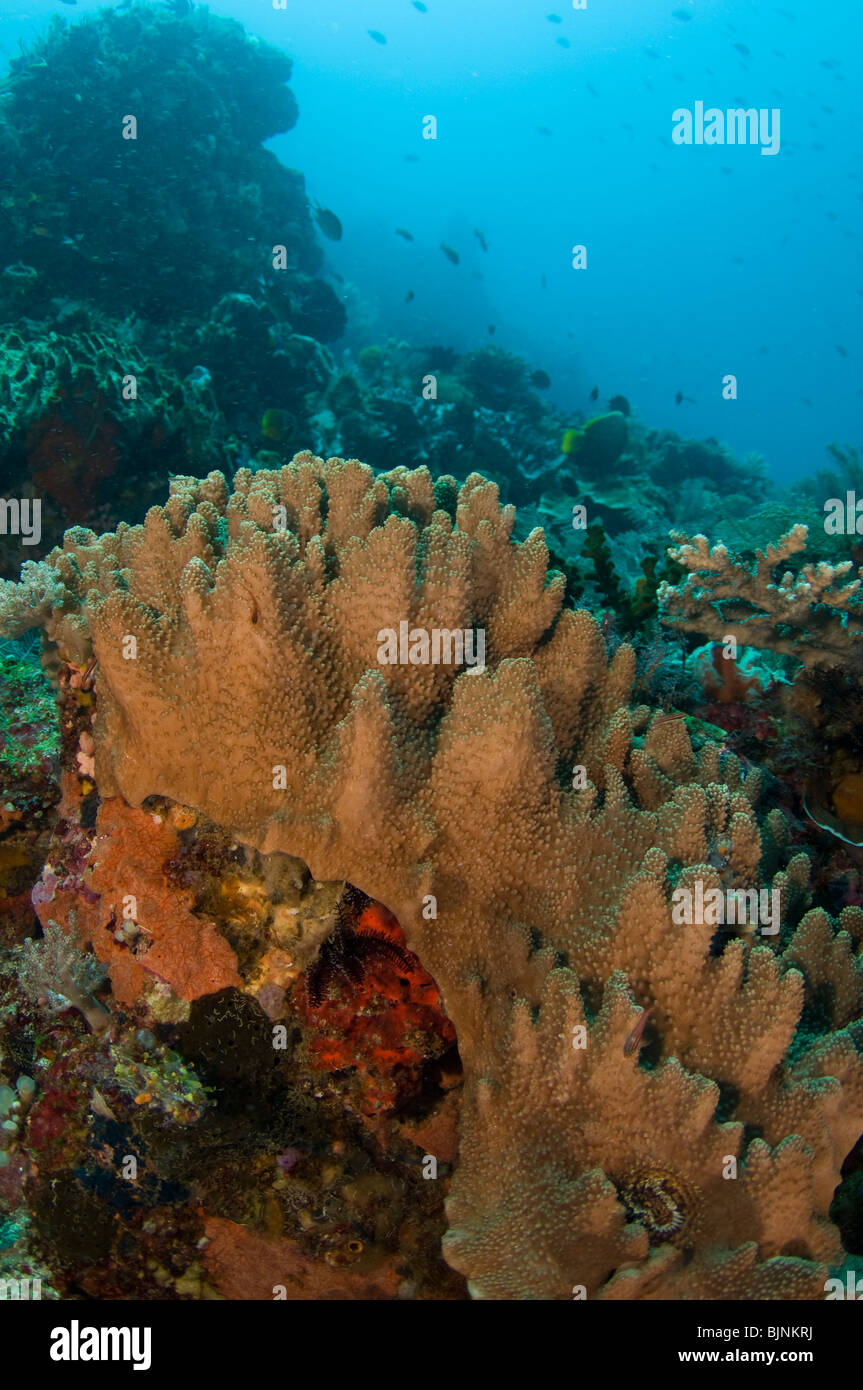 Tropischen Korallenriff, Komodo National Park, Indonesien Stockfoto