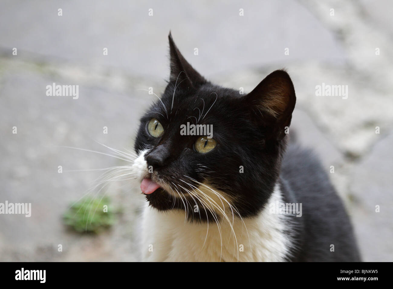 Schwarz-weiße Katze ihre Zunge heraus Stockfoto