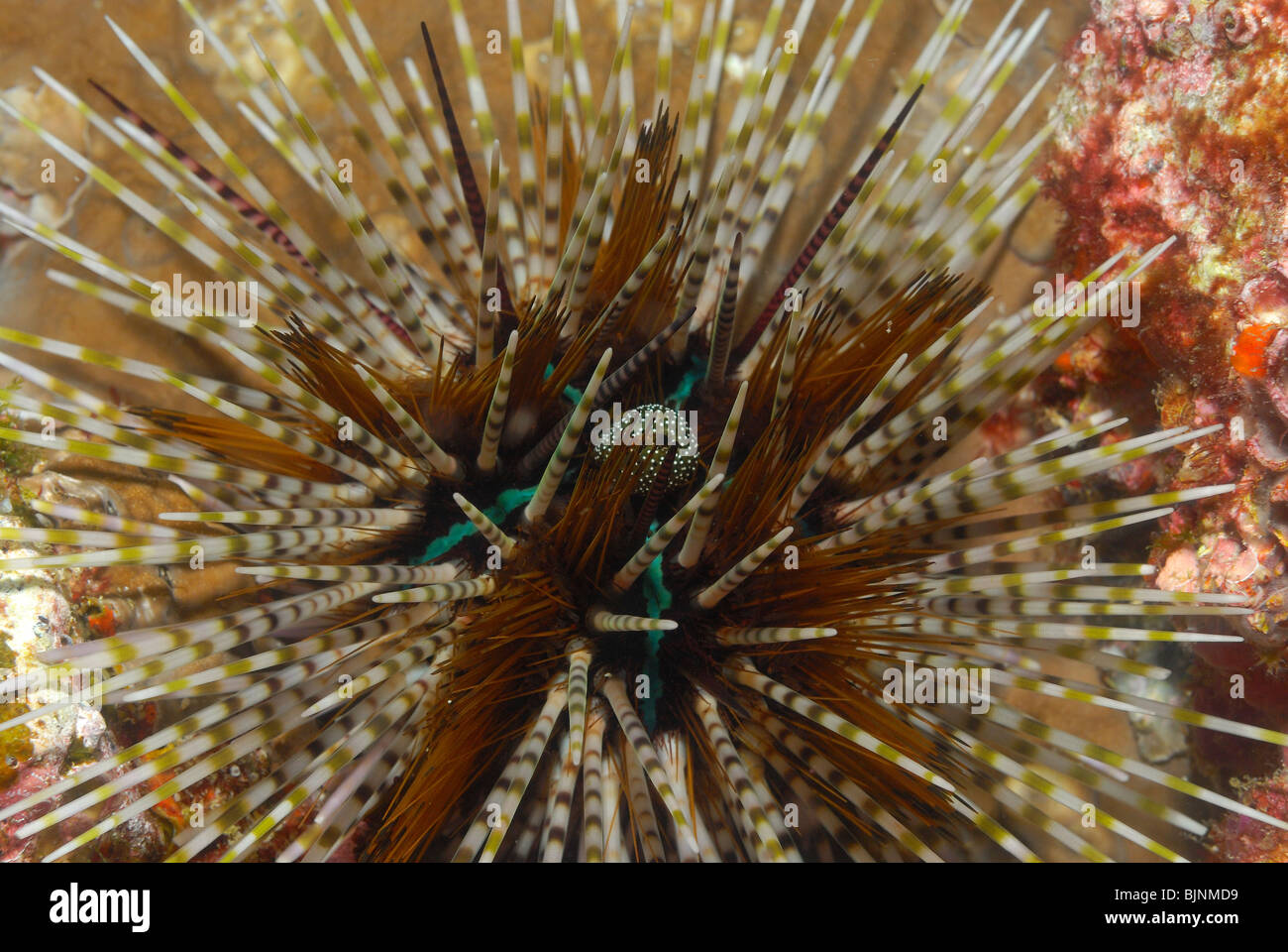 Seeigel in den Similan Inseln, Andamanensee Stockfoto