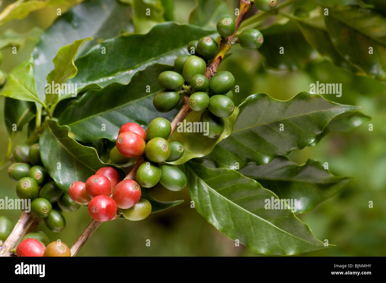 Kaffeebeeren auf ein Kaffeebaum Stockfoto