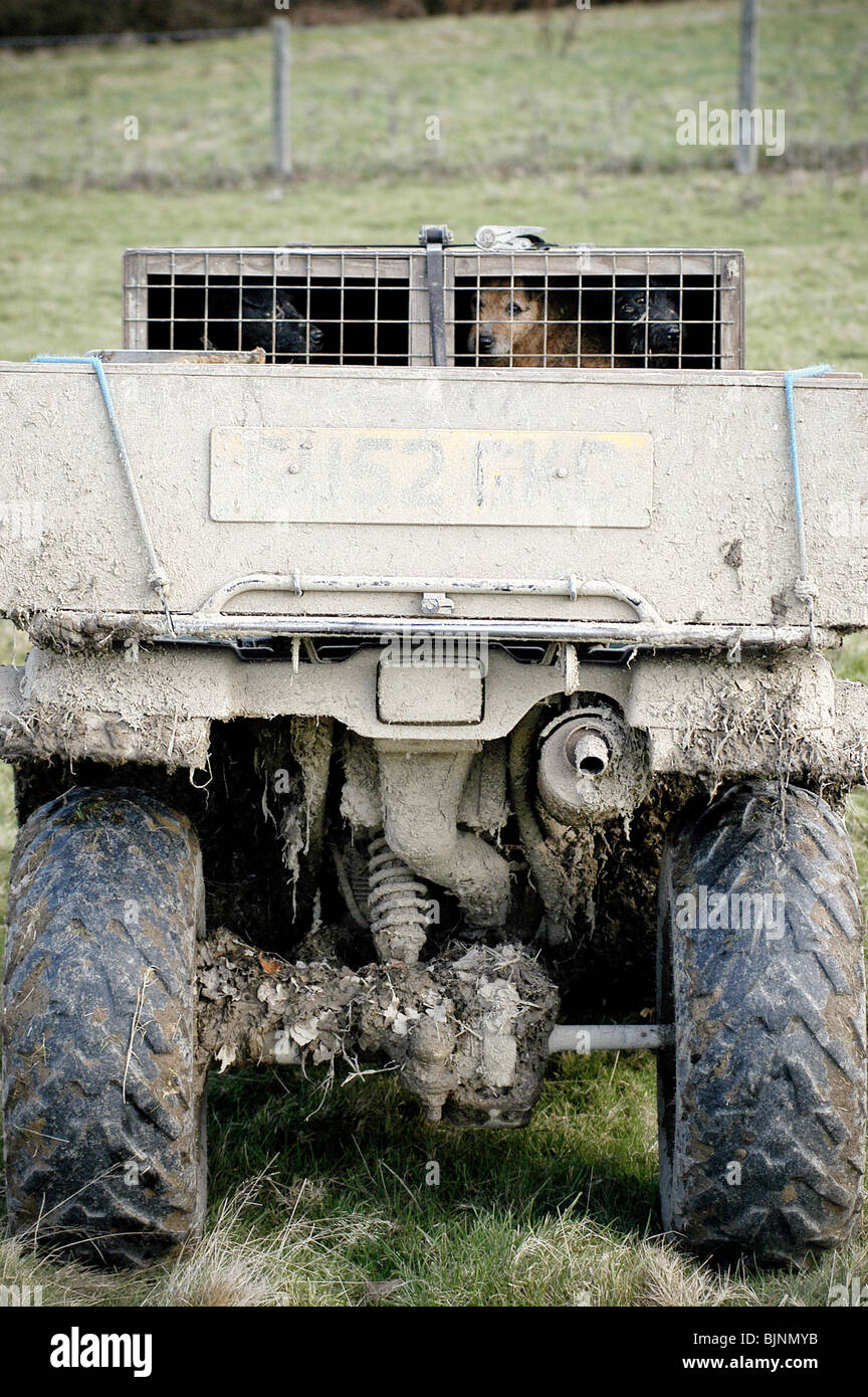 Eine Terrier von Southdown & Eridge Hunt, sitzt in einem Käfig in Chailey, East Sussex an der letzten Fuchsjagd bevor das neue Gesetz Pa Stockfoto
