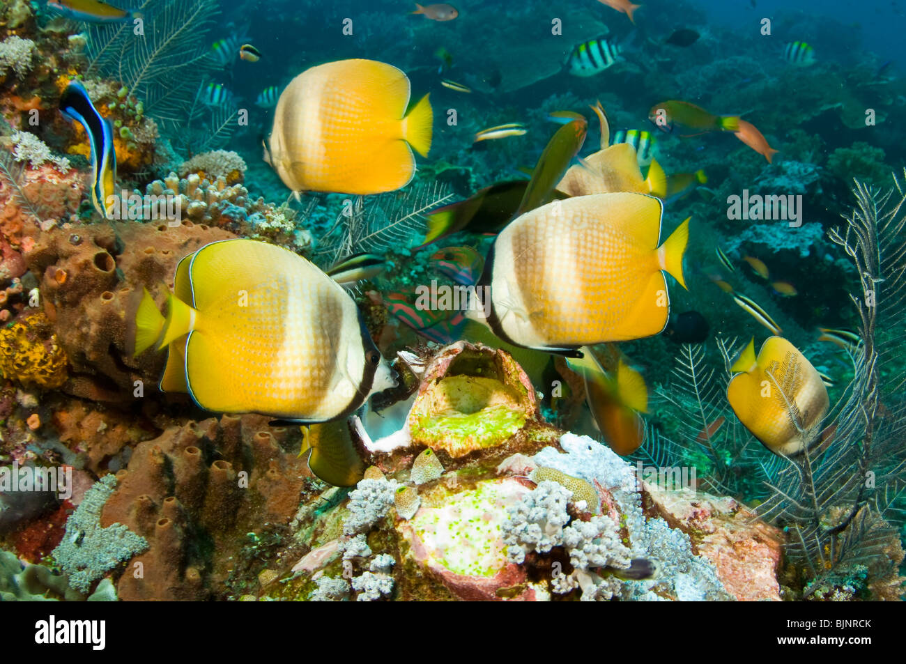 Tropische Fische am Korallenriff, Aktueller Wohnort Nationalpark Komodo, Indonesien Stockfoto