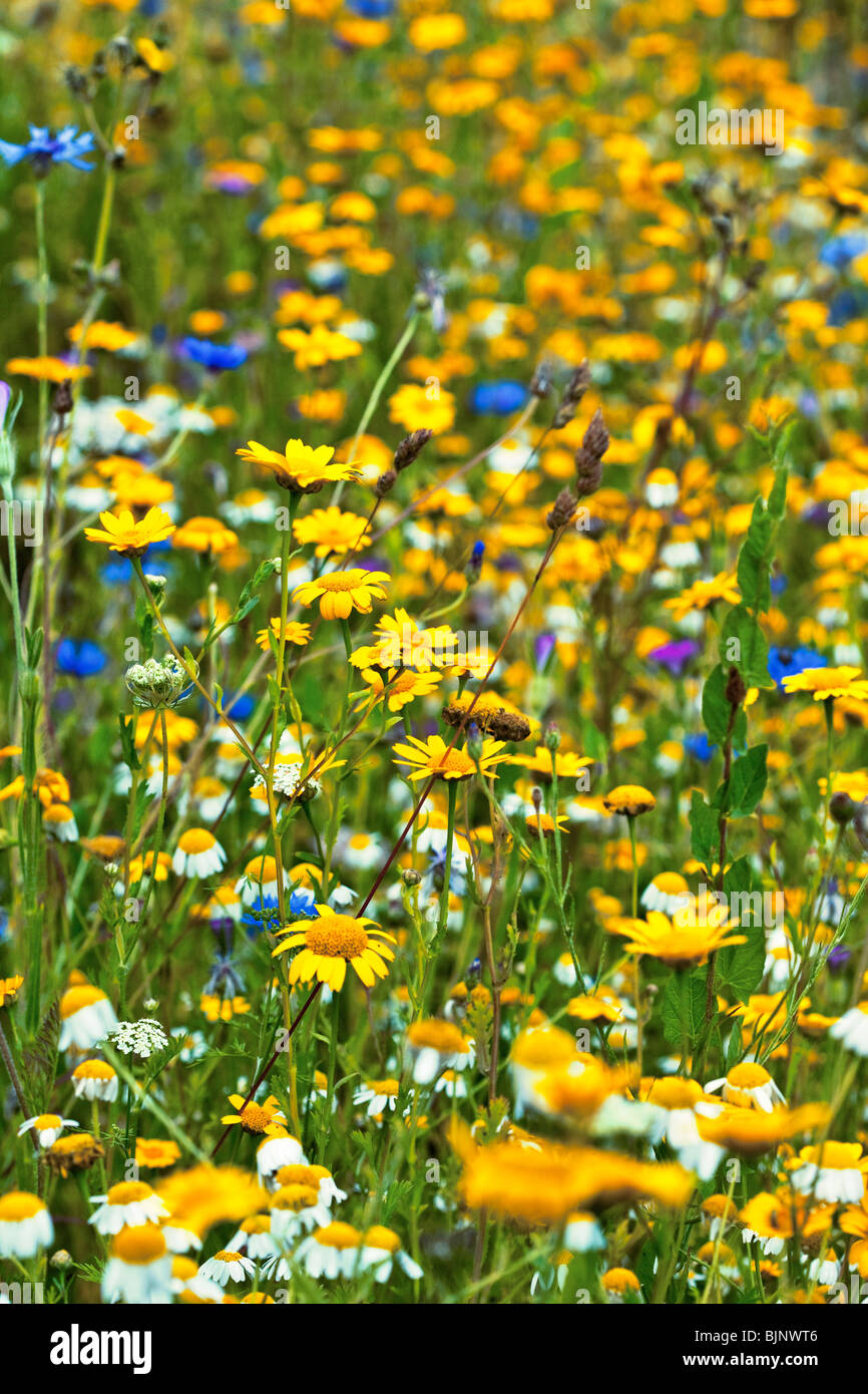 Altes Heu Wiese Wildblumen Stockfoto