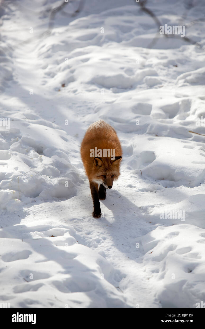 Europäischer (eurasischer) Rotfuchs (Vulpes Vulpes) Wandern auf Schnee im Winter, Finnland Stockfoto