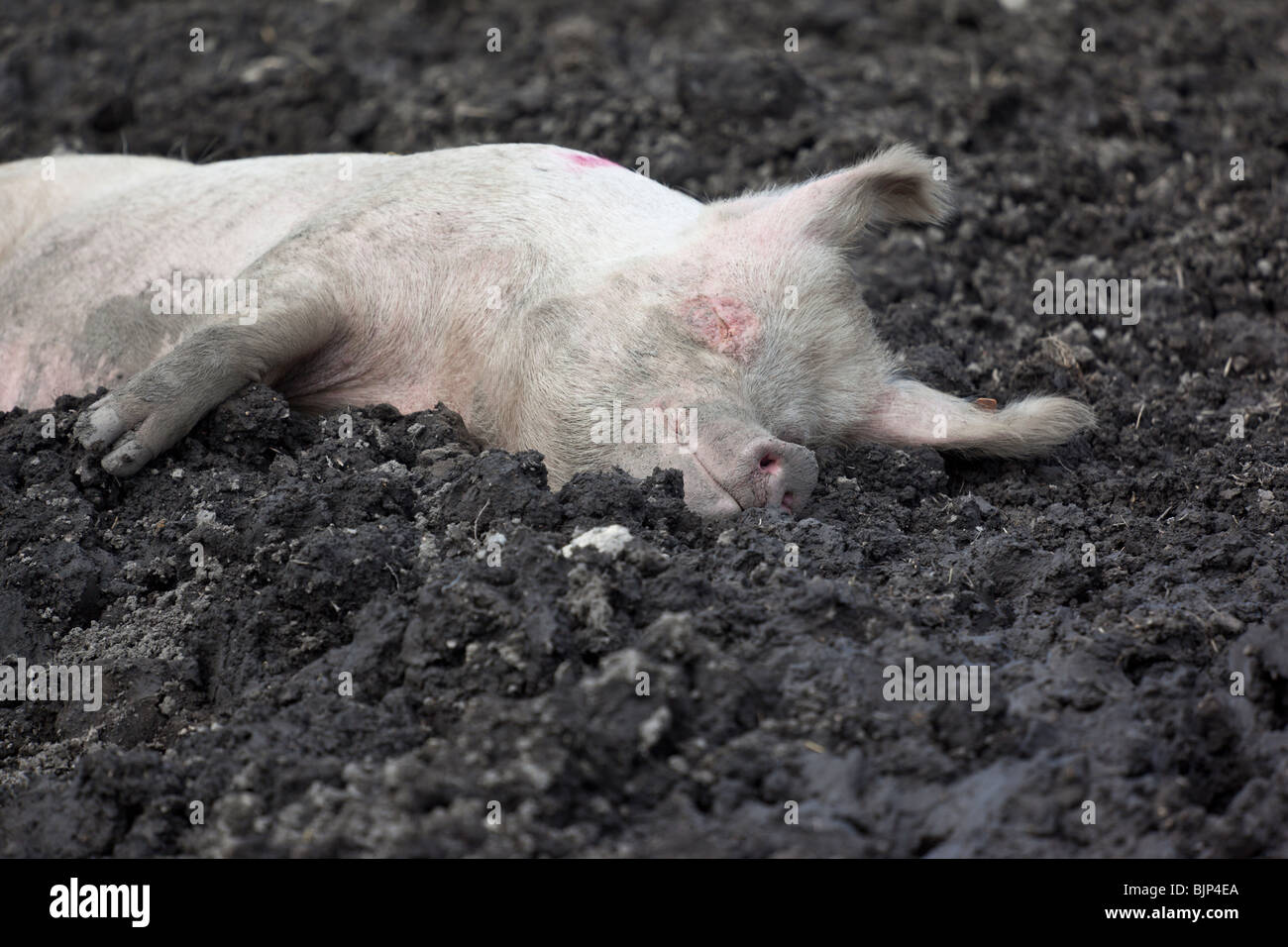 Ein Schwein im Dreck auf einer Schweinefarm schlafen; Witzwil, Schweiz. Charles Lupica Stockfoto