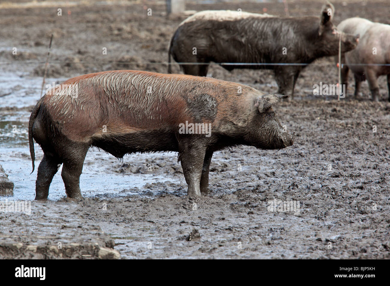 Eine männliche Schwein stehen im Schlamm auf einer Schweinefarm; Witzwil, Schweiz. Charles Lupica Stockfoto