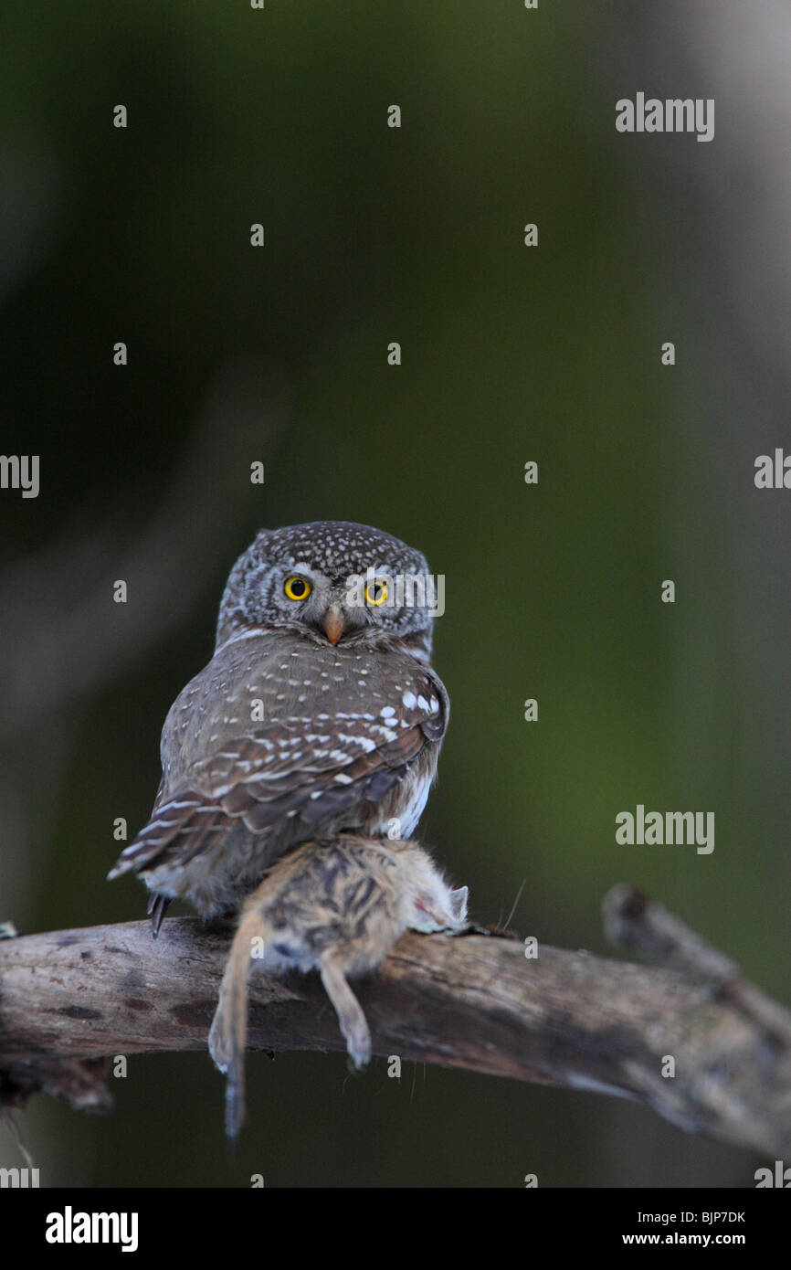 Die eurasische Pygmy Eule (Glaucidium Passerinum) auf AST hält Beute mit Krallen Stockfoto