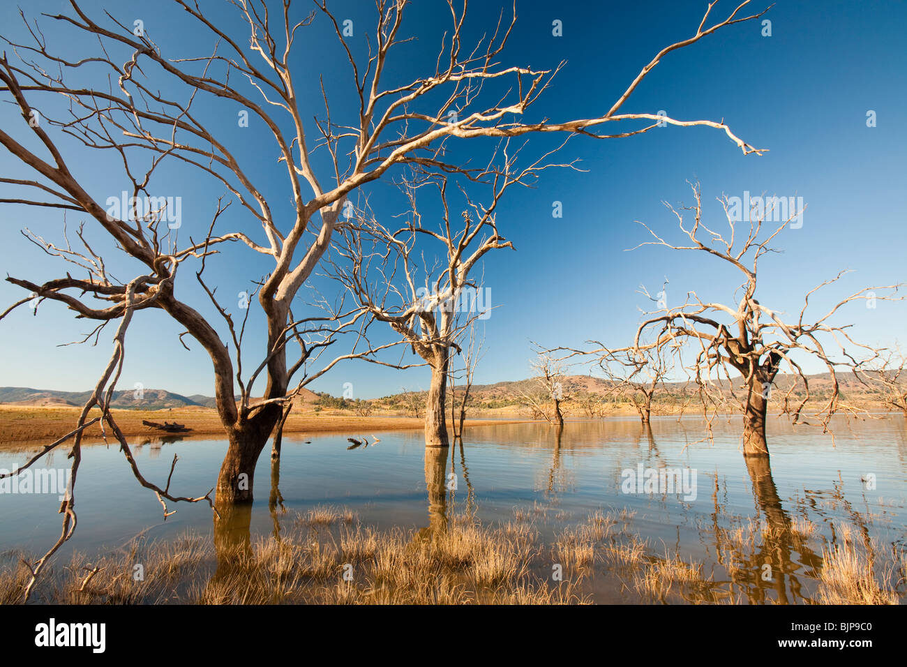 Bäume, die getötet wurden, als durch die Schaffung von Lake Eildon ertrank stehen hoch und trocken, wie der See aufgrund der Dürre vertrocknet. Stockfoto
