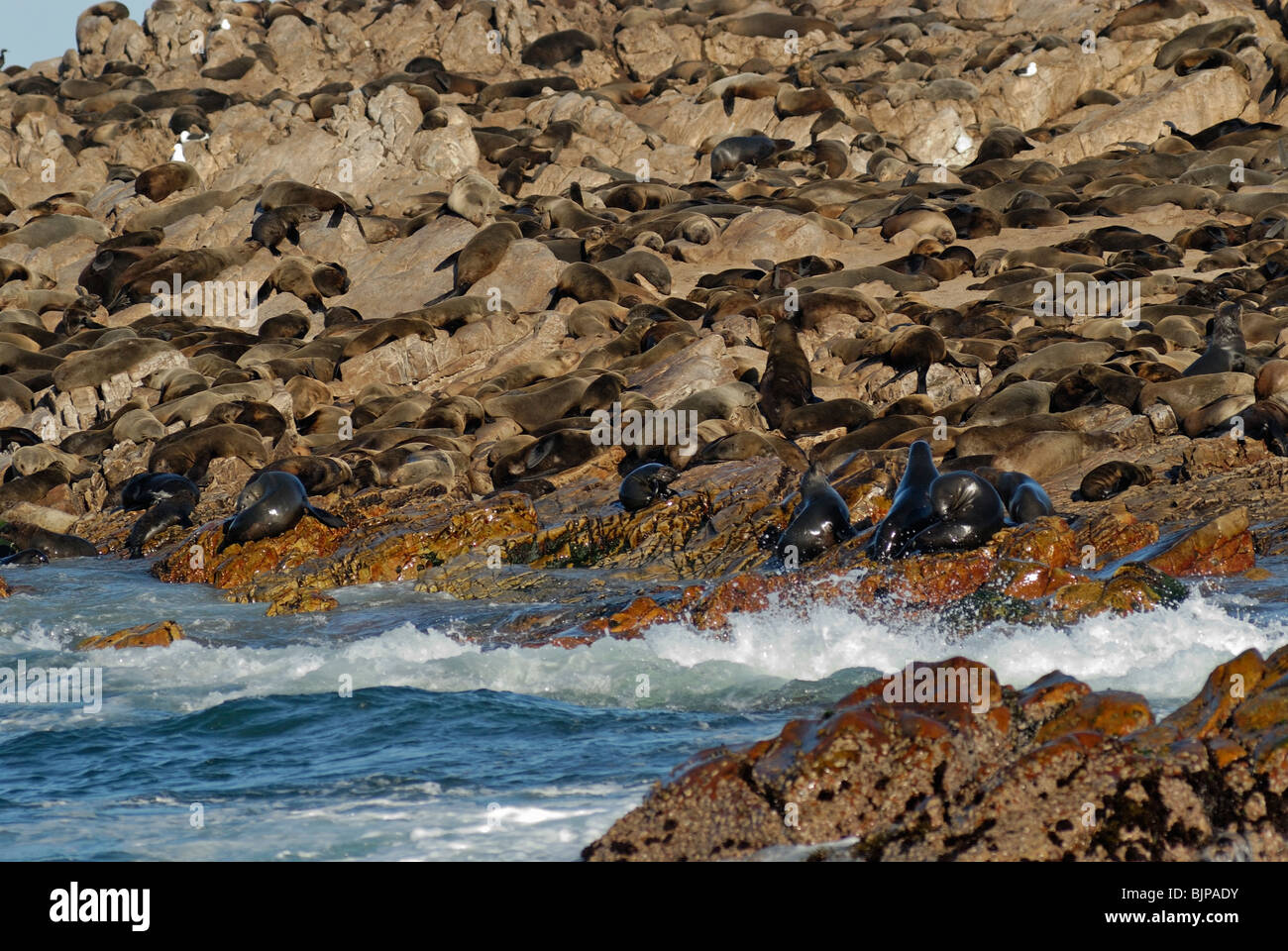 Kapkolonie Robben im Wasser und auf dem Felsen auf Dyer Island in der Nähe Gansbaii, South Western Cape, Südafrika Stockfoto