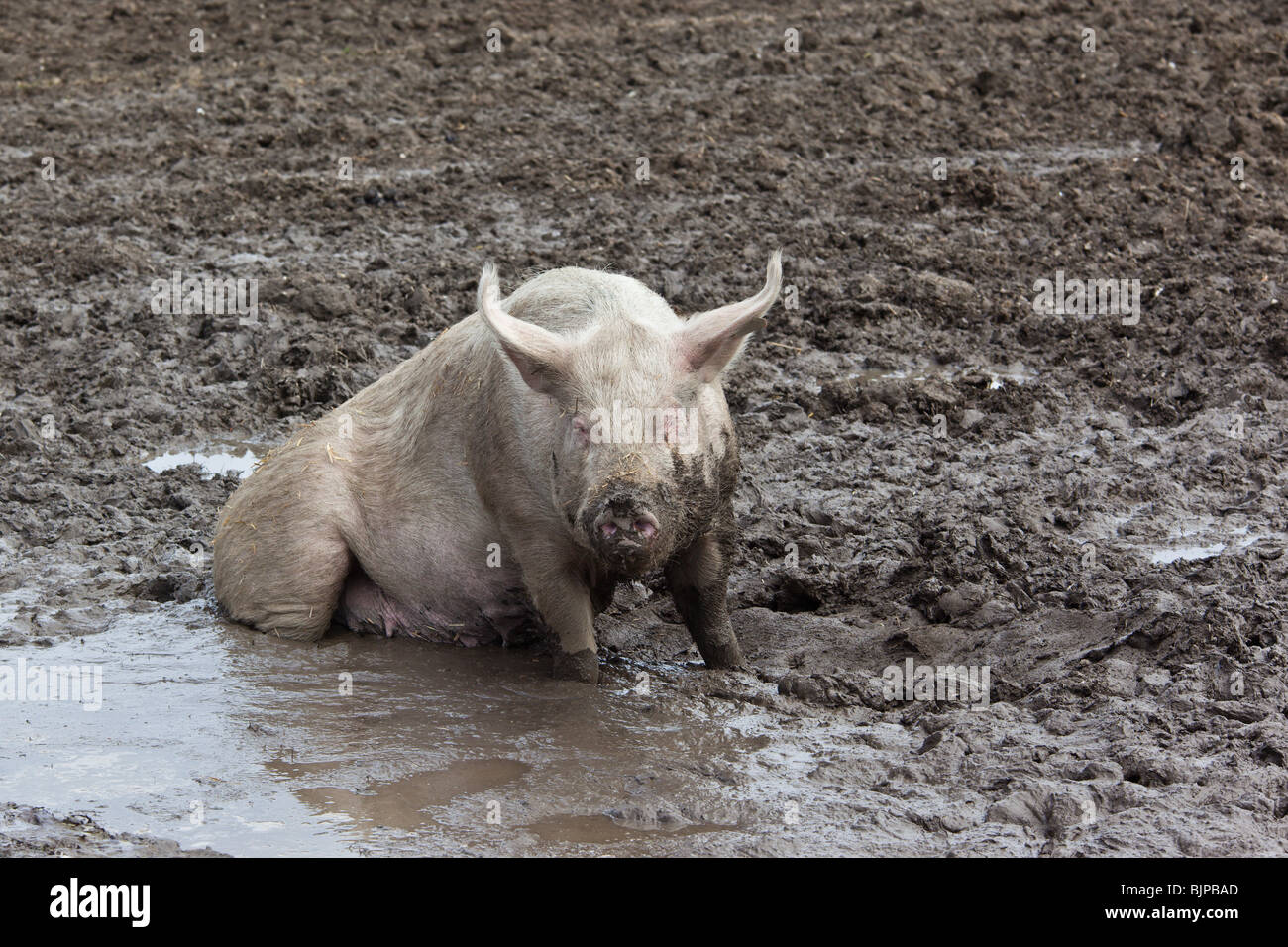 Schwein im Schlamm auf Schweinefarm, Witzwil Schweiz. Charles Lupica Stockfoto