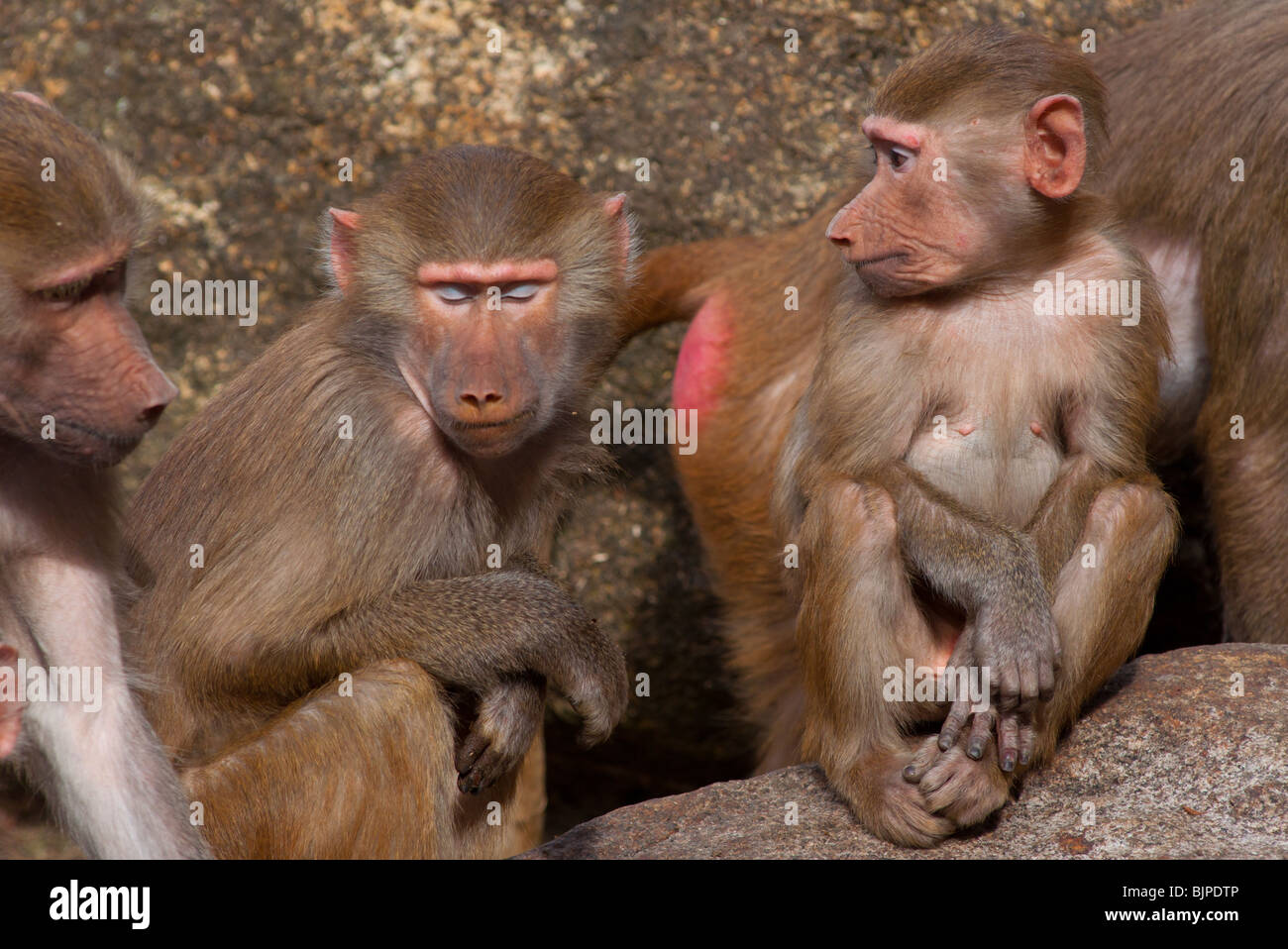 Situationskomik Stockfoto