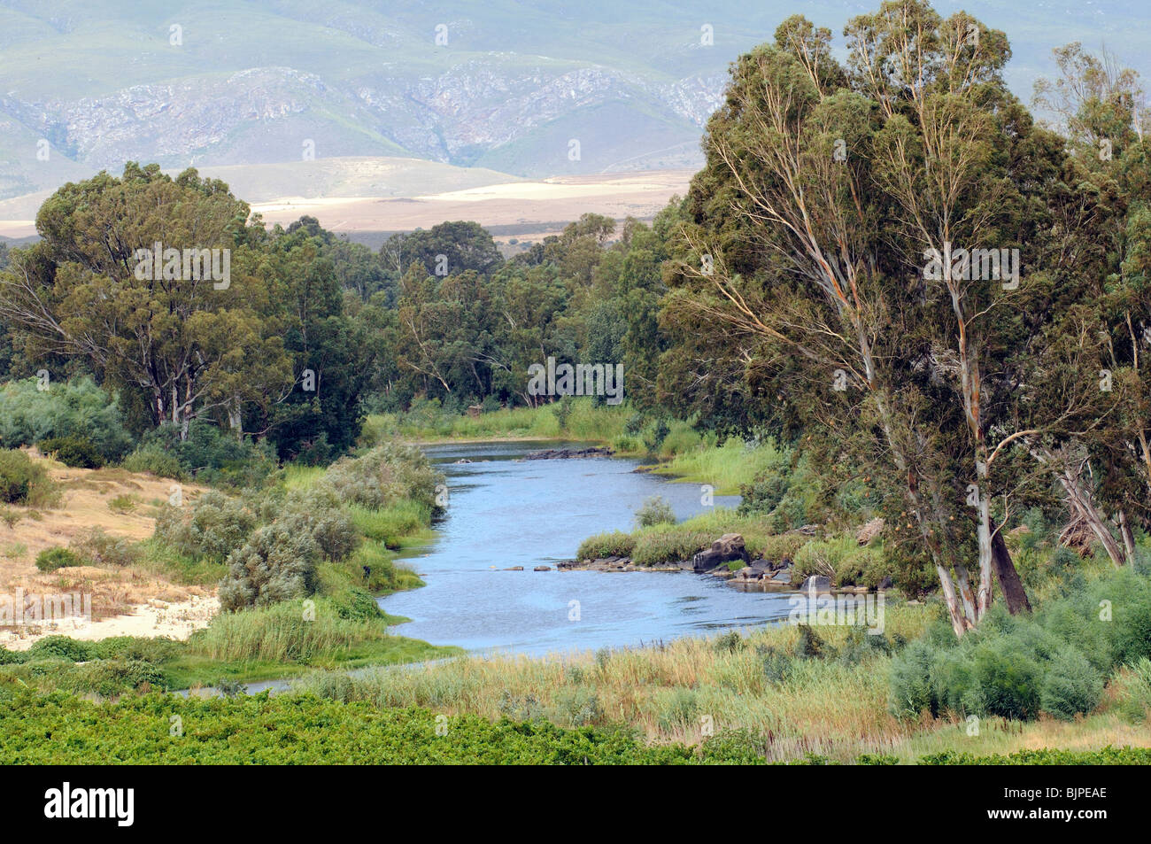 Breede River und den Riviersonderend Bergen ein Wein erzeugenden Fläche in der Nähe von Robertson in der western Cape Südafrika Stockfoto