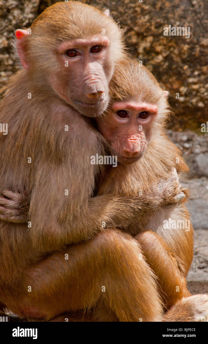 Kuschelige Hamadryas Paviane Stockfoto
