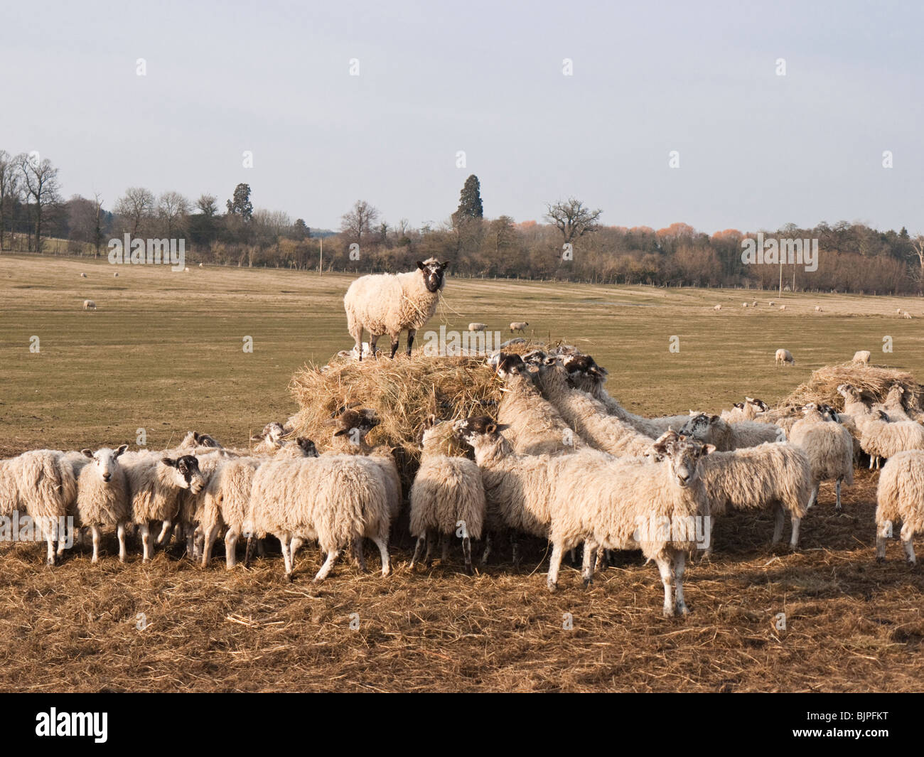 Schafe fressen Heu im Feld Stockfoto