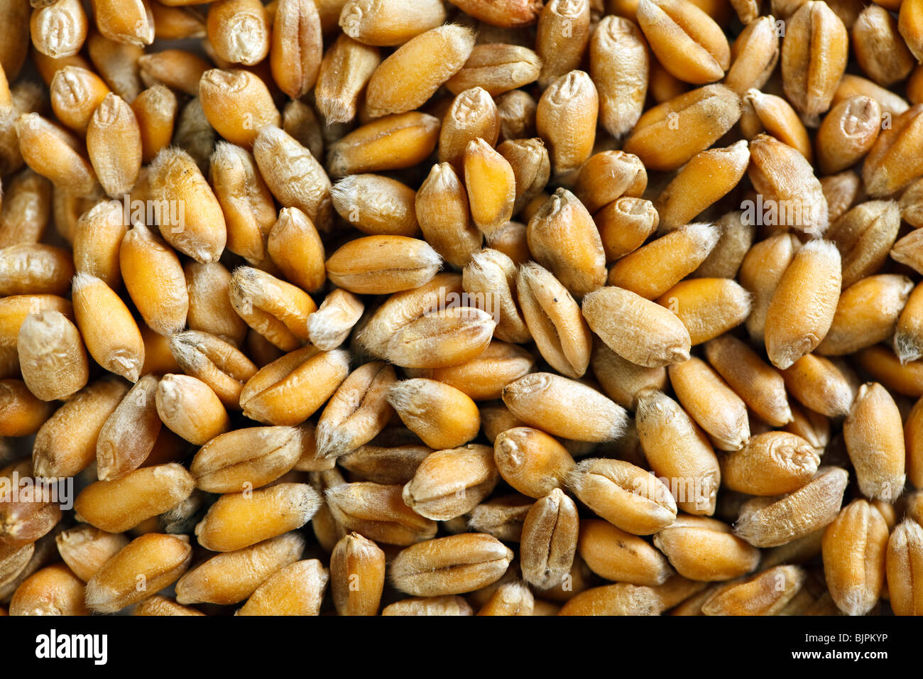 Weizenkorn Stockfoto