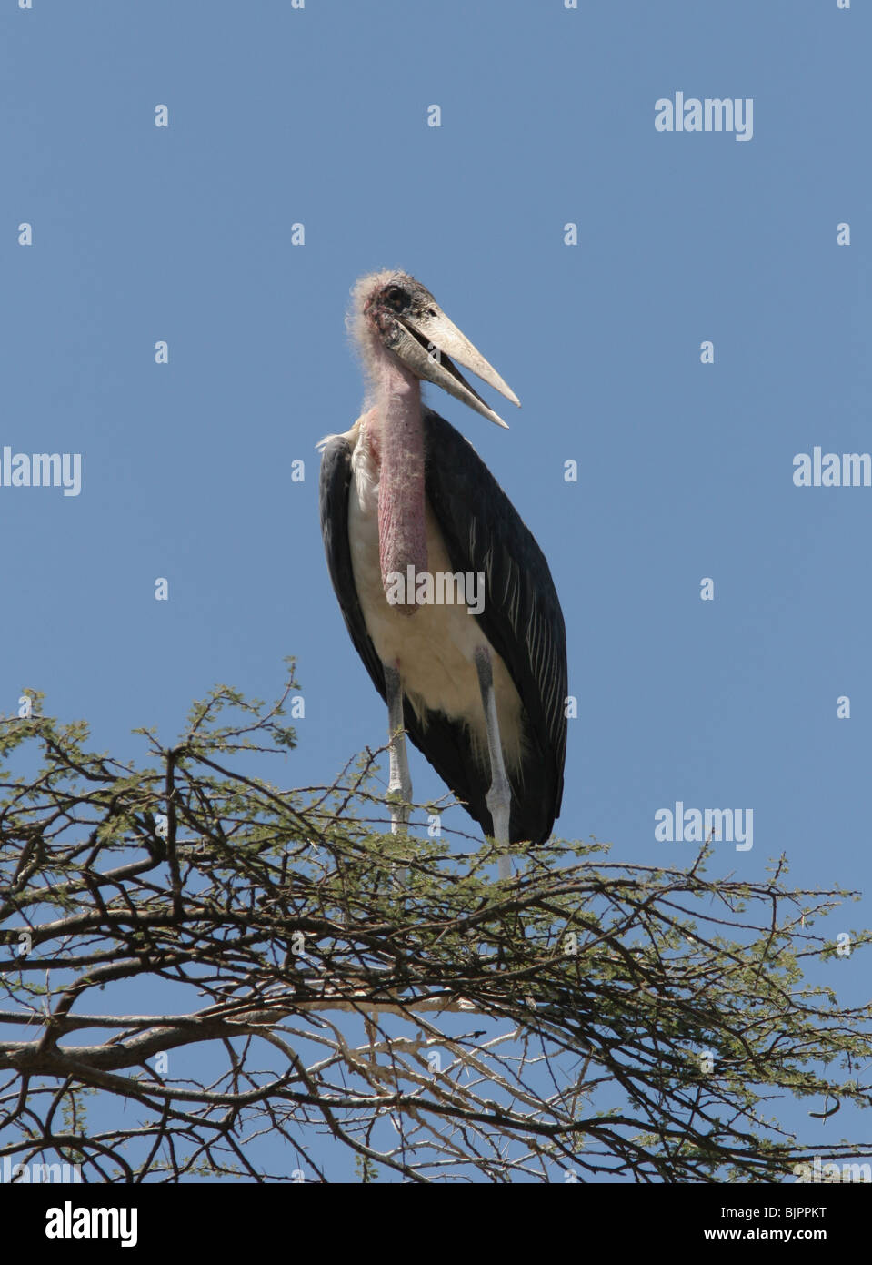 Marabou Storch Serengeti Tansania Stockfoto