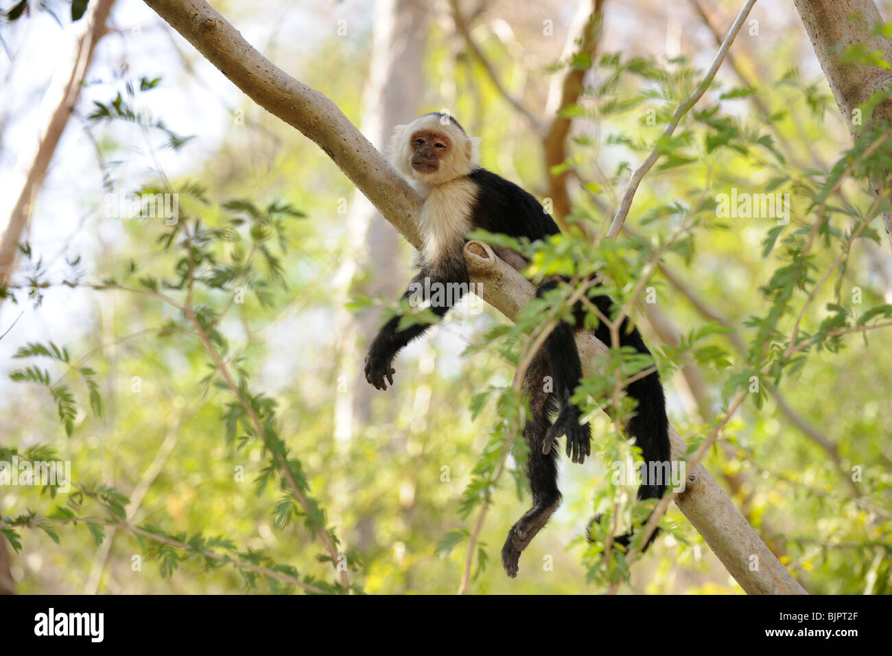 Weißen konfrontiert Kapuziner. Palo Verde Organisation von Tropical Studies Research Center. Cebus capucinus Stockfoto