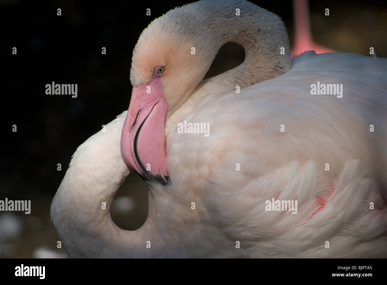 Flamingo - rosa oder rötliche Farbe kommt von den reichen Quellen der Carotinoid Pigmente ln der Algen und kleine Krebstiere, die sie essen. Stockfoto