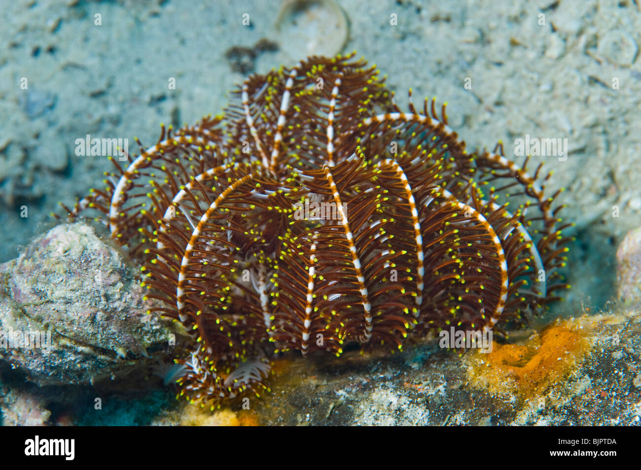 Feather Star Featherstar Comanthus sp Gorgonien Peitschenkorallen Riff Malapascua unter Wasser Meer MALAPASCUA Inseln Unterwasser wild Stockfoto