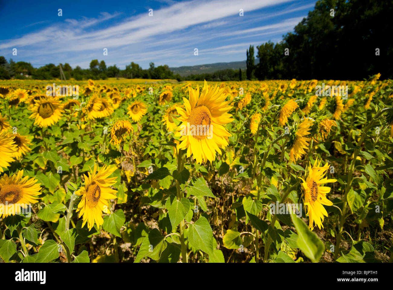 Sonnenblumenfeld in der Nähe von Roussillon, Provence, Frankreich Stockfoto
