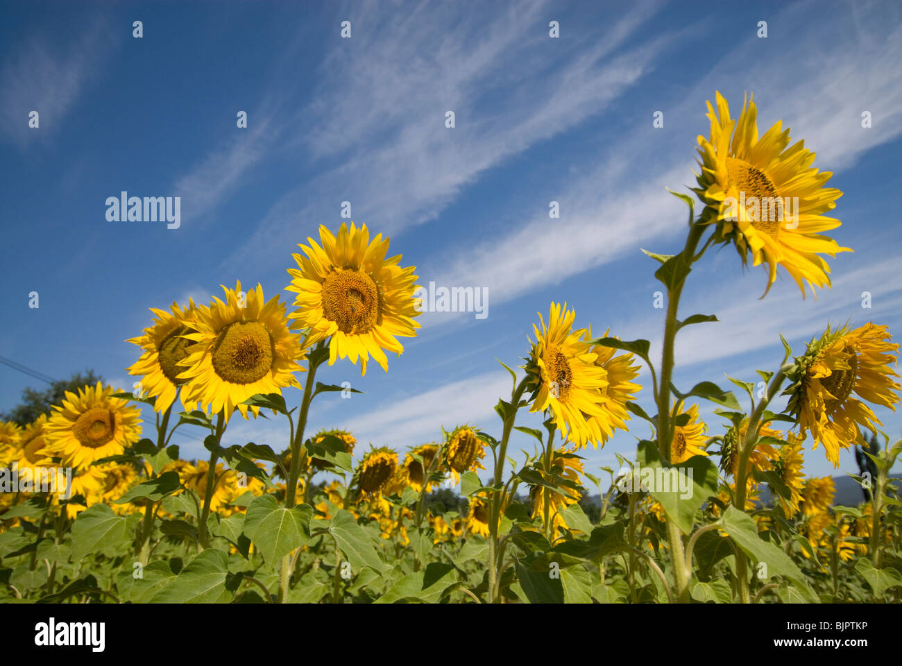 Sonnenblumenfeld in der Nähe von Roussillon, Provence, Frankreich Stockfoto