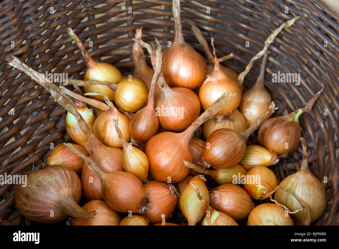 Schalotte golden Gourmet in einem Weidenkorb Stockfoto