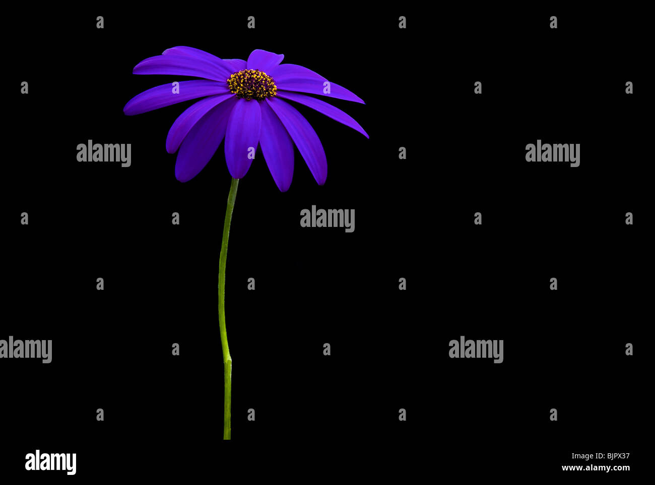 Ein tiefes Blau Sennetti Blume var.sunsenedibu Pericallis Hybriden gegen ein schwarzer Hintergrund Stockfoto