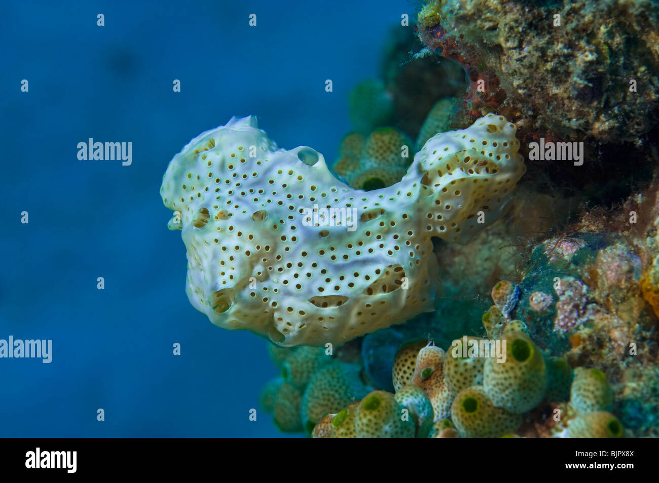 weiße marine Vase sponge bizarre Riff Malapascua unter Wasser Meer MALAPASCUA Inseln Unterwasser Korallen wilde Wildnis ree Stockfoto