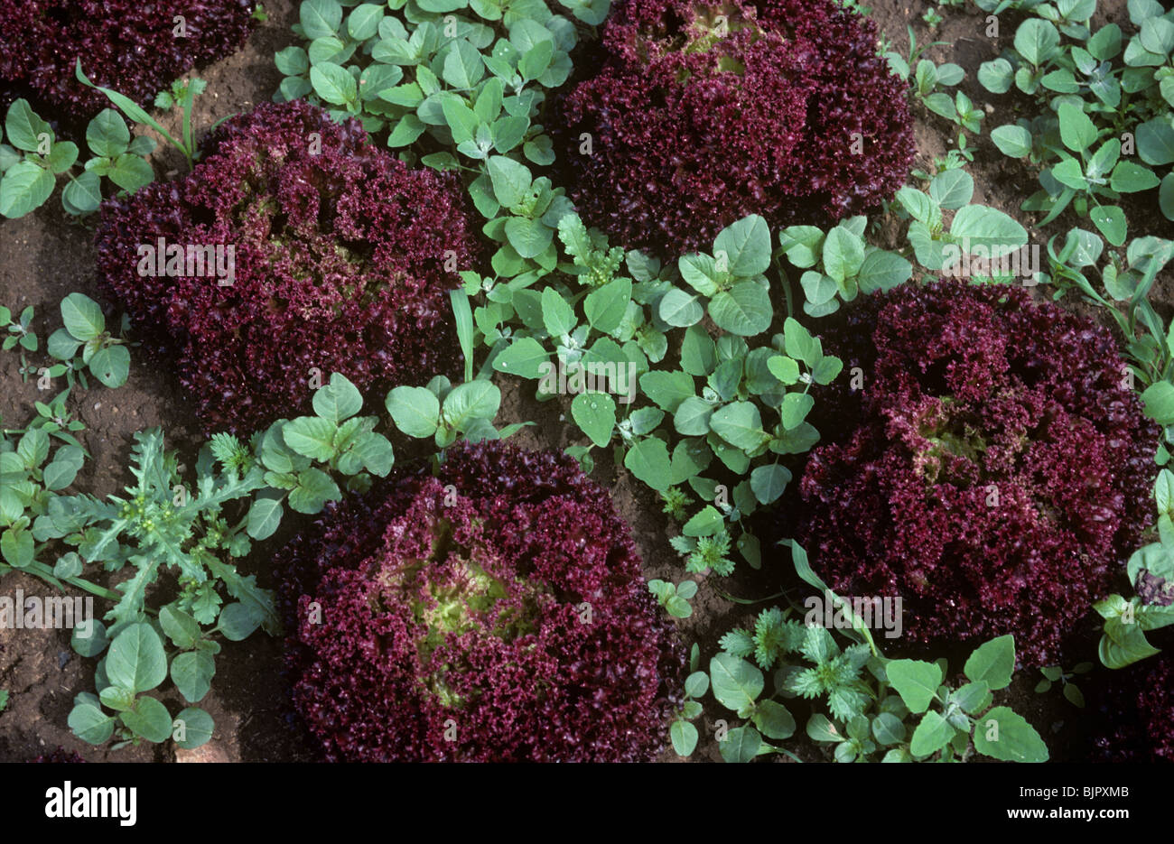 Ältere Sorte Salat Lollo Rosso mit verschiedenen breit rotblättrige Unkraut Stockfoto