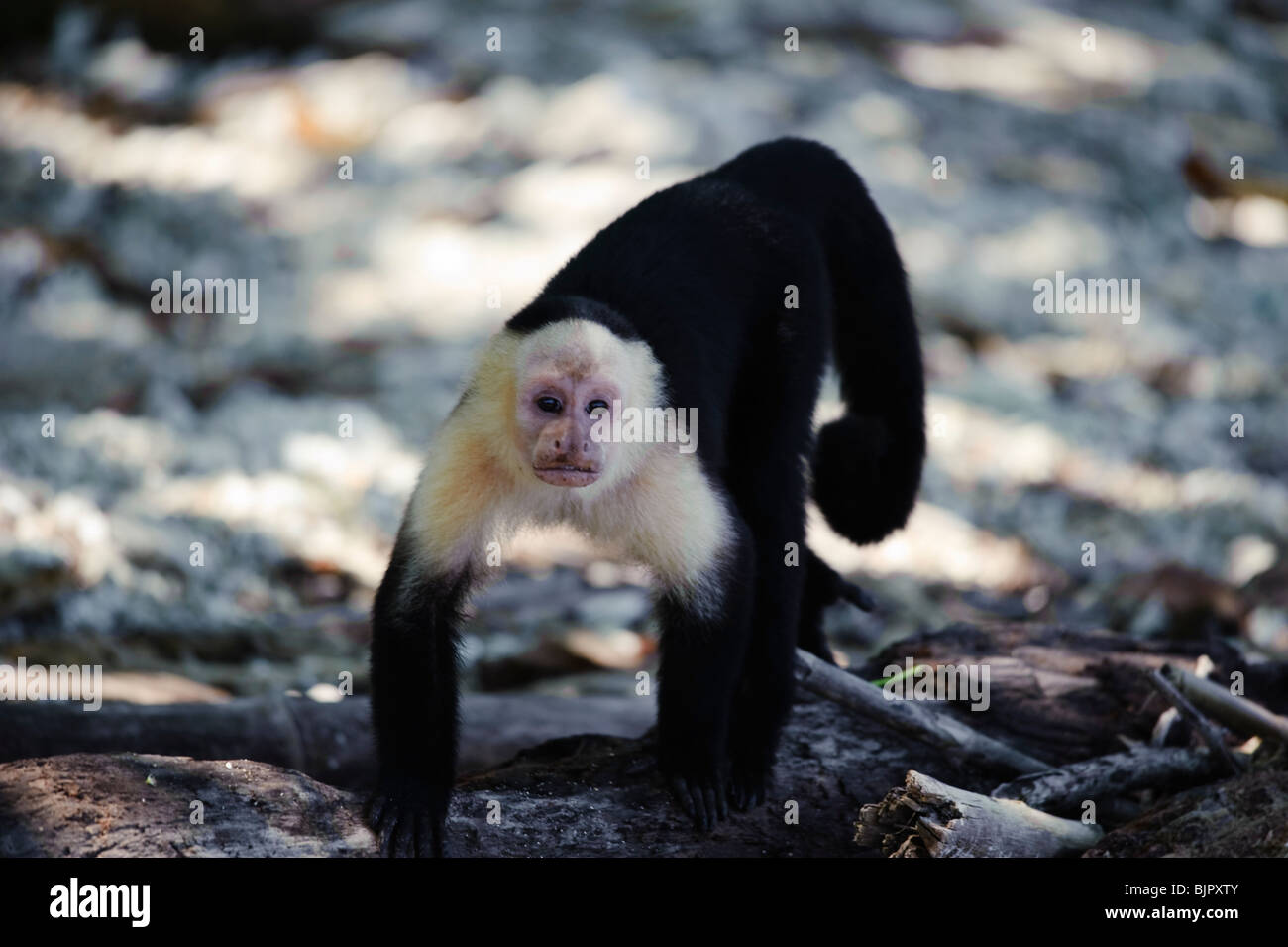 Weißen konfrontiert Affe Stockfoto
