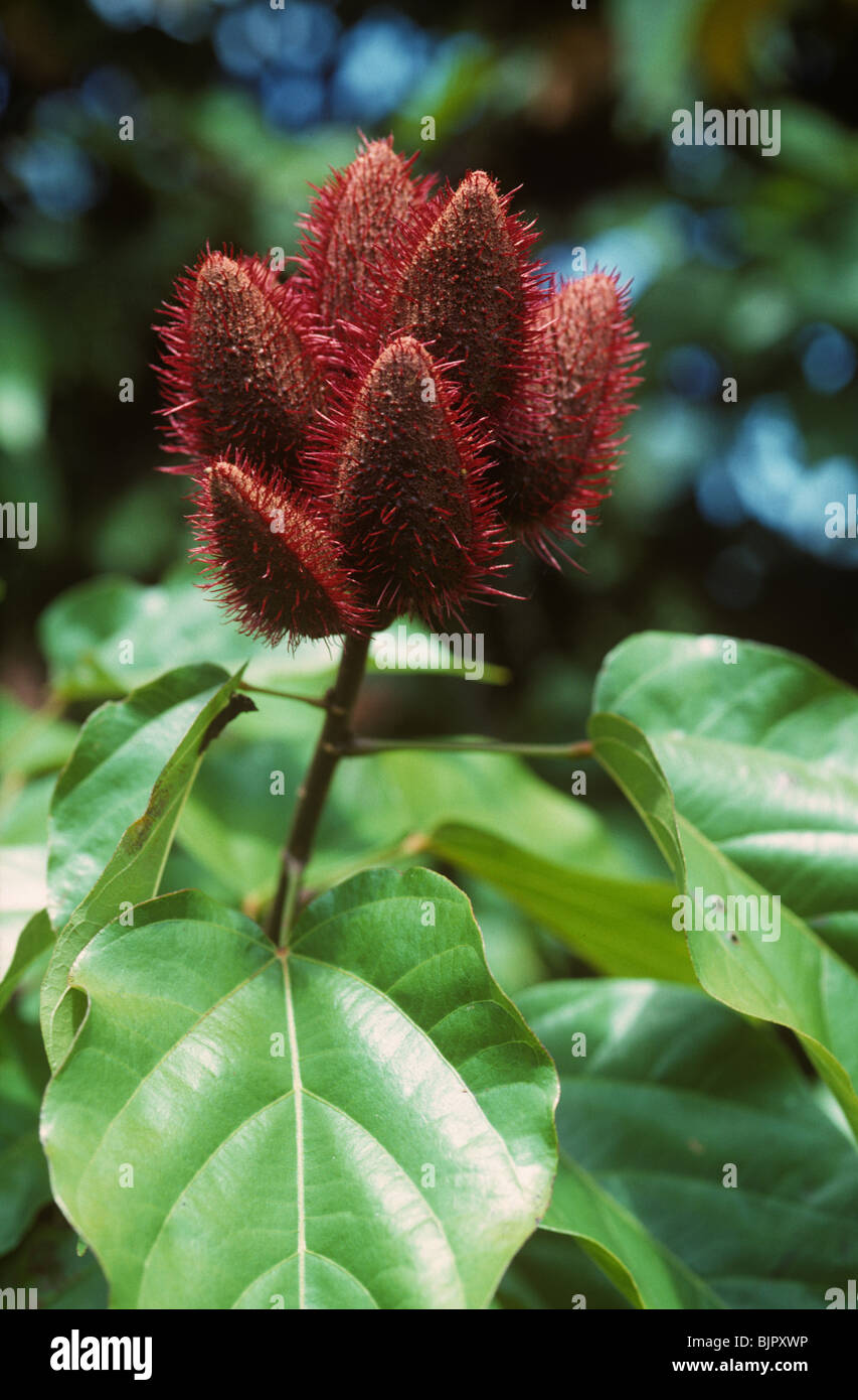 Annatto (Bixa Orellana) ein Farbstoff Anilin Pflanzen geben Kongo-rot, Samenkapseln Stockfoto