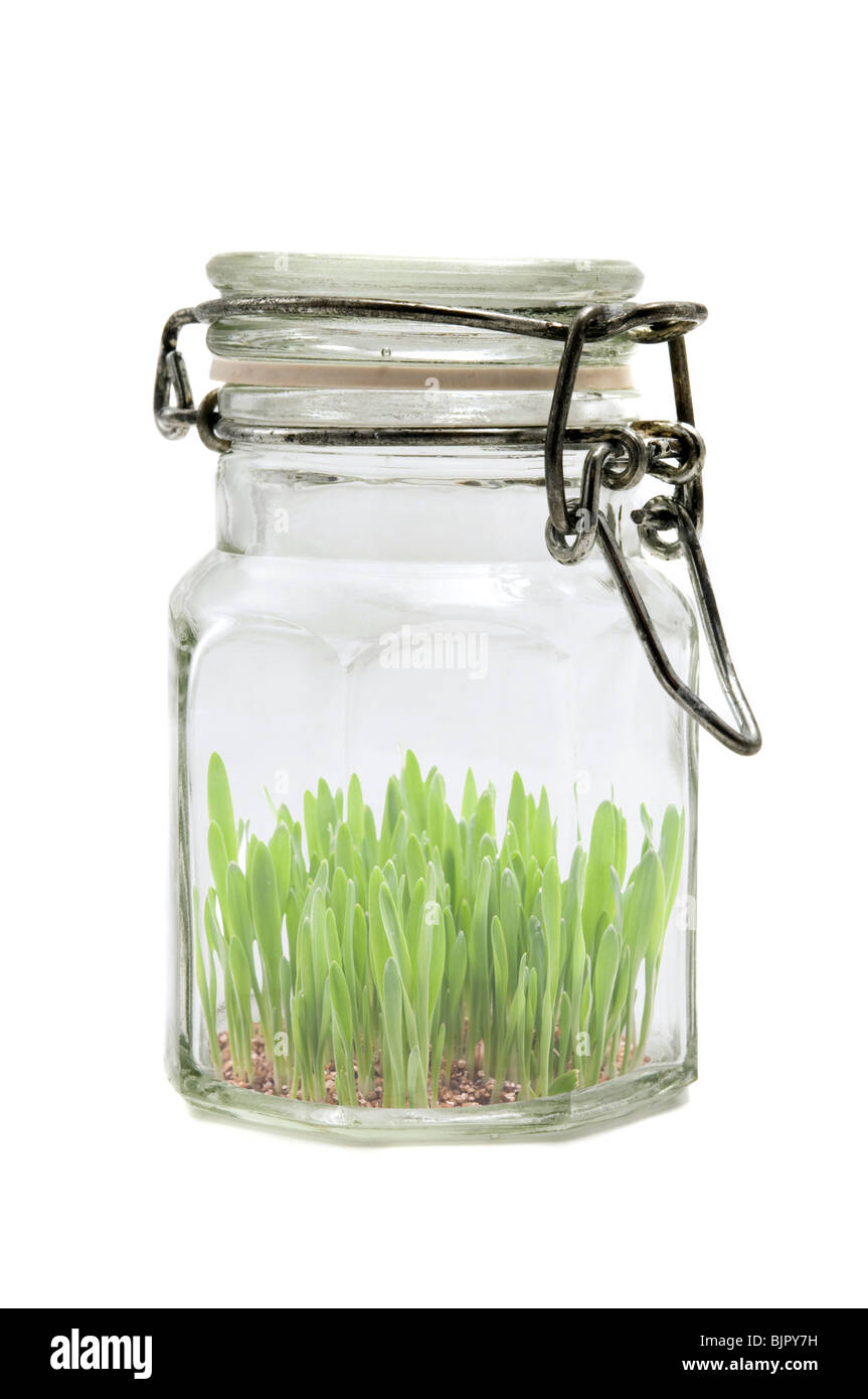 Glas mit Rasen auf einem weißen Hintergrund Stockfoto