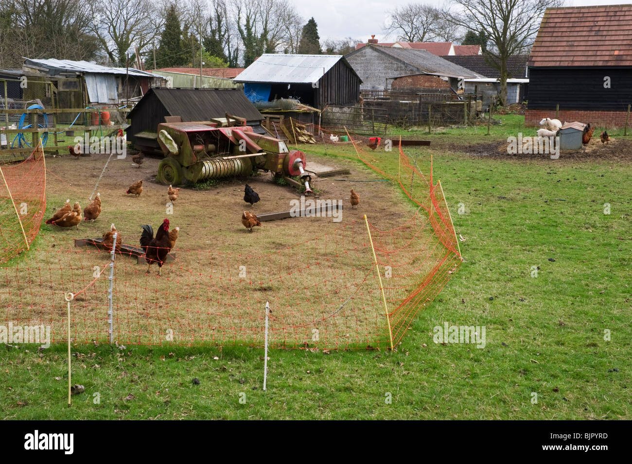 Hühner Hühner in einen traditionellen Vieh-Hof in einer Farm Chilterns Buckinghamshire UK Stockfoto
